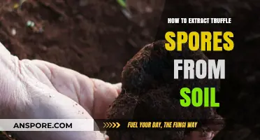 Mastering Truffle Spore Extraction: A Step-by-Step Soil Guide