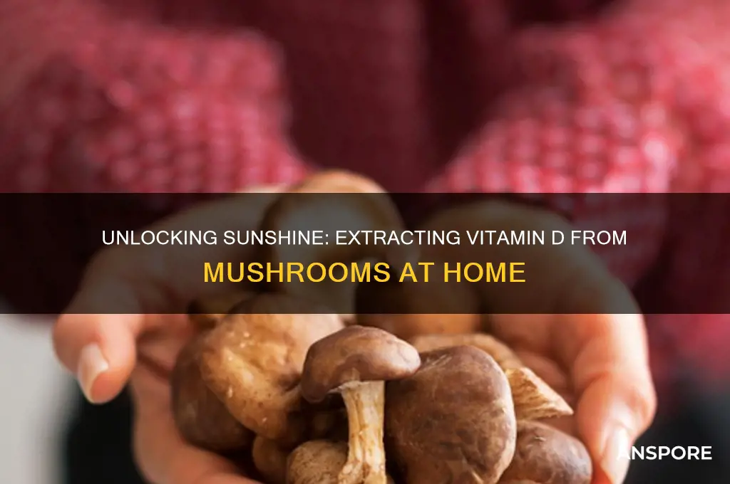 how to extract vitamin d from mushrooms