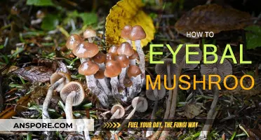 Eyeballing Mushrooms: A Quick Guide to Identification