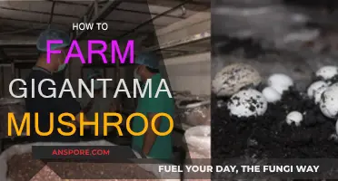 Grow Gigantamax Mushrooms: Tips and Tricks