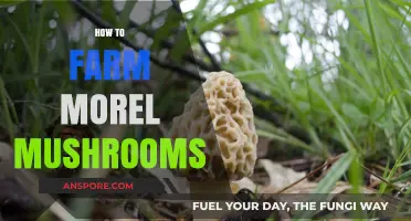 Mastering Morel Mushroom Farming: A Beginner's Guide to Successful Harvests
