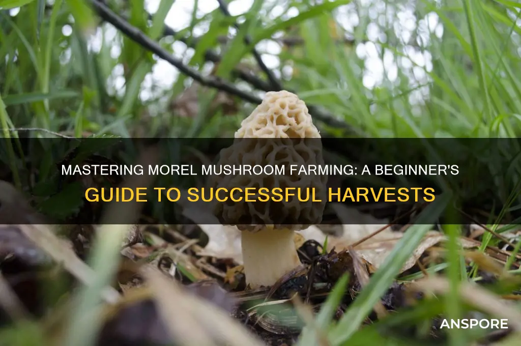 how to farm morel mushrooms
