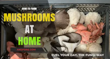 Easy Home Mushroom Farming: A Beginner's Guide to Growing Mushrooms