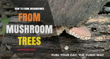 Growing Gourmet Mushrooms: A Guide to Harvesting from Fungal Trees