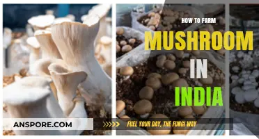 Mastering Mushroom Farming: A Comprehensive Guide for Indian Growers