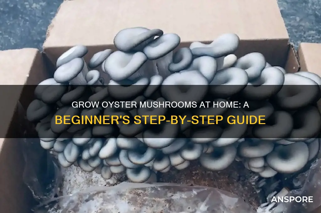 how to farm oyster mushrooms at home