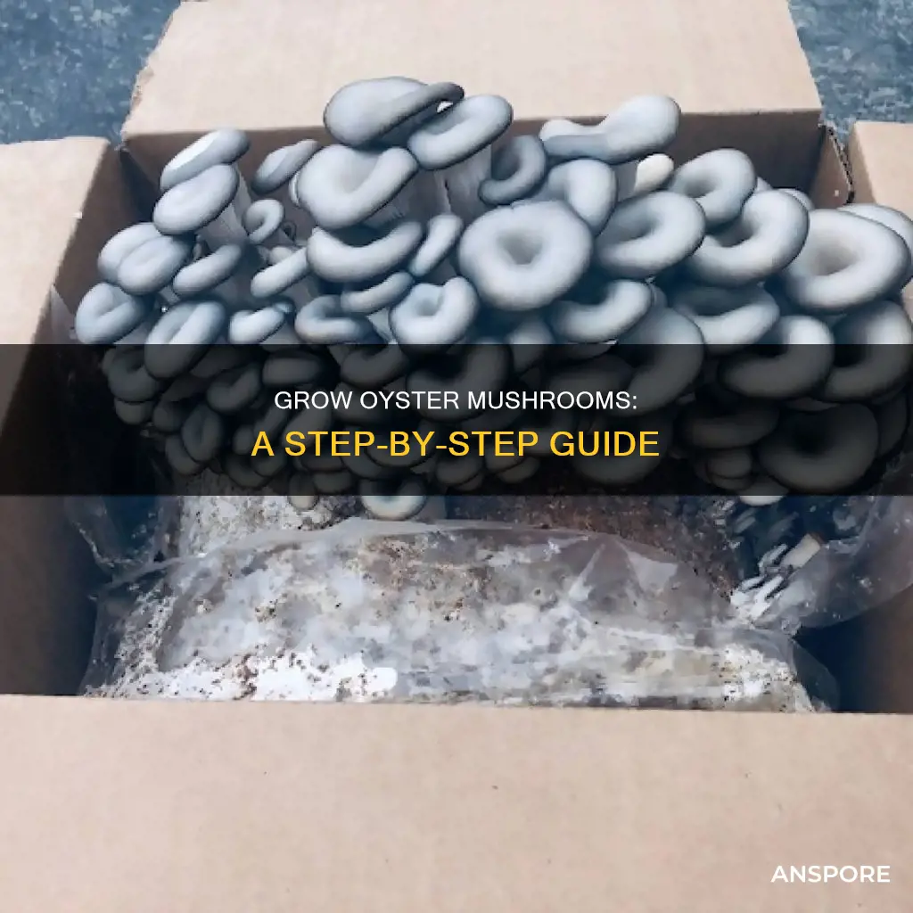 how to farm oyster mushrooms