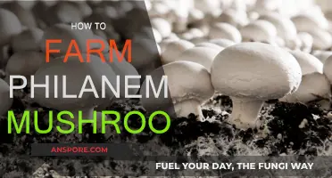 Exploring the Art of Philanemo Mushroom Farming