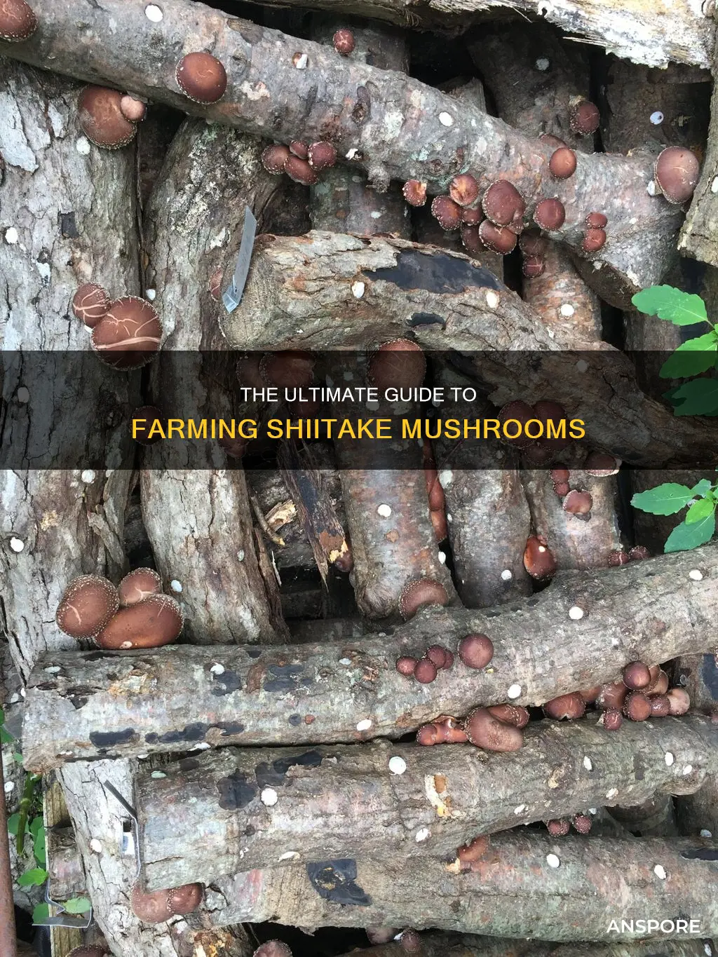 how to farm shitake mushroom