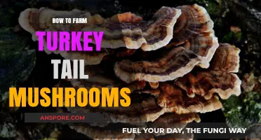 Mastering Turkey Tail Mushroom Farming: A Step-by-Step Cultivation Guide