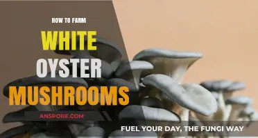 Mastering White Oyster Mushroom Farming: Simple Steps for Abundant Harvests