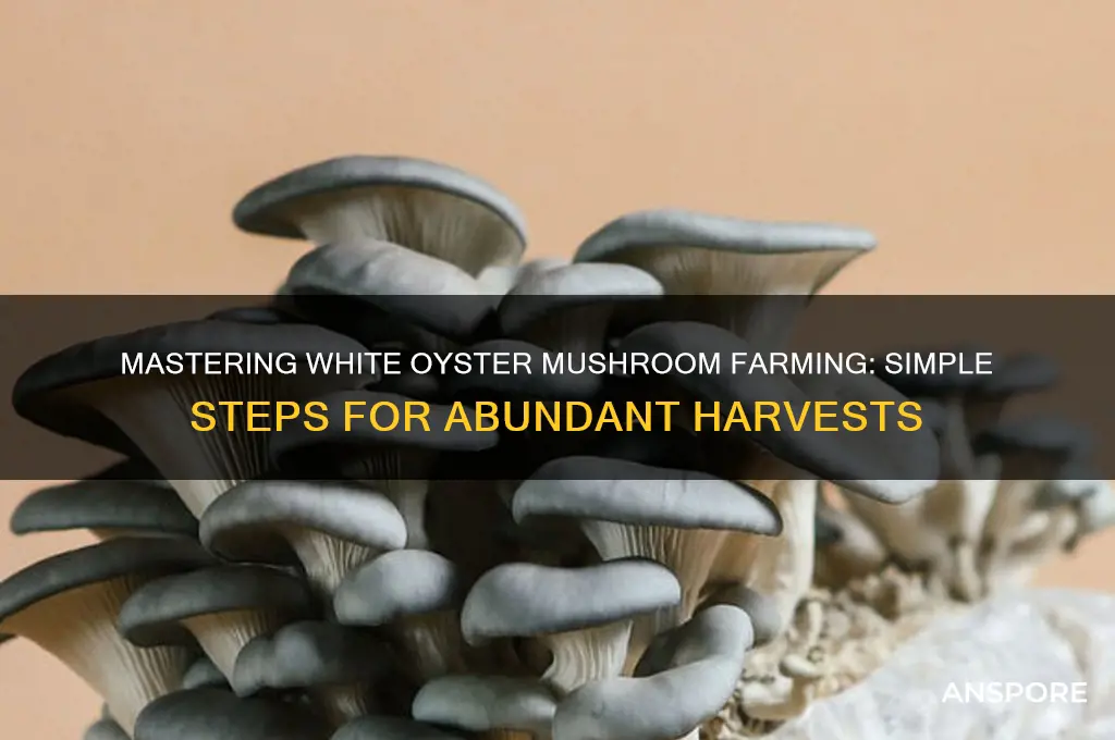 how to farm white oyster mushrooms