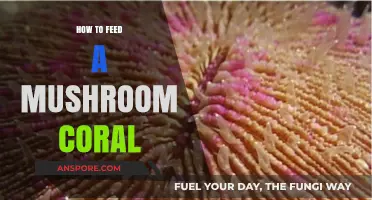 Feeding Mushroom Corals: Essential Tips for Healthy Growth and Care