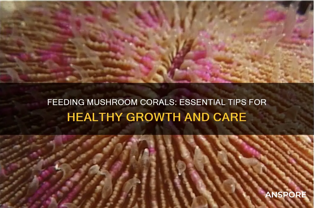how to feed a mushroom coral