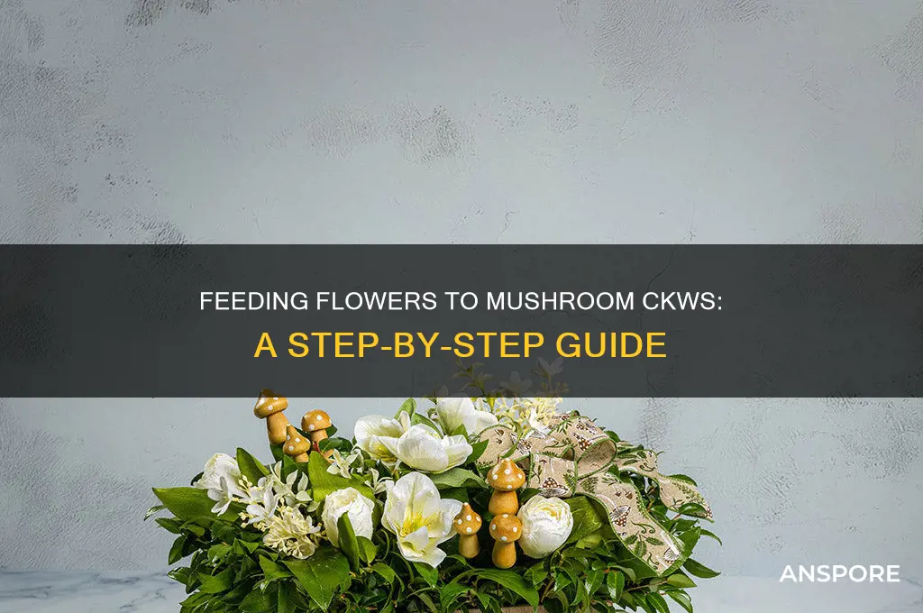 how to feed flowers to mushroom ckws