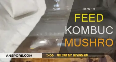 The Ultimate Guide to Feeding Your Kombucha SCOBY