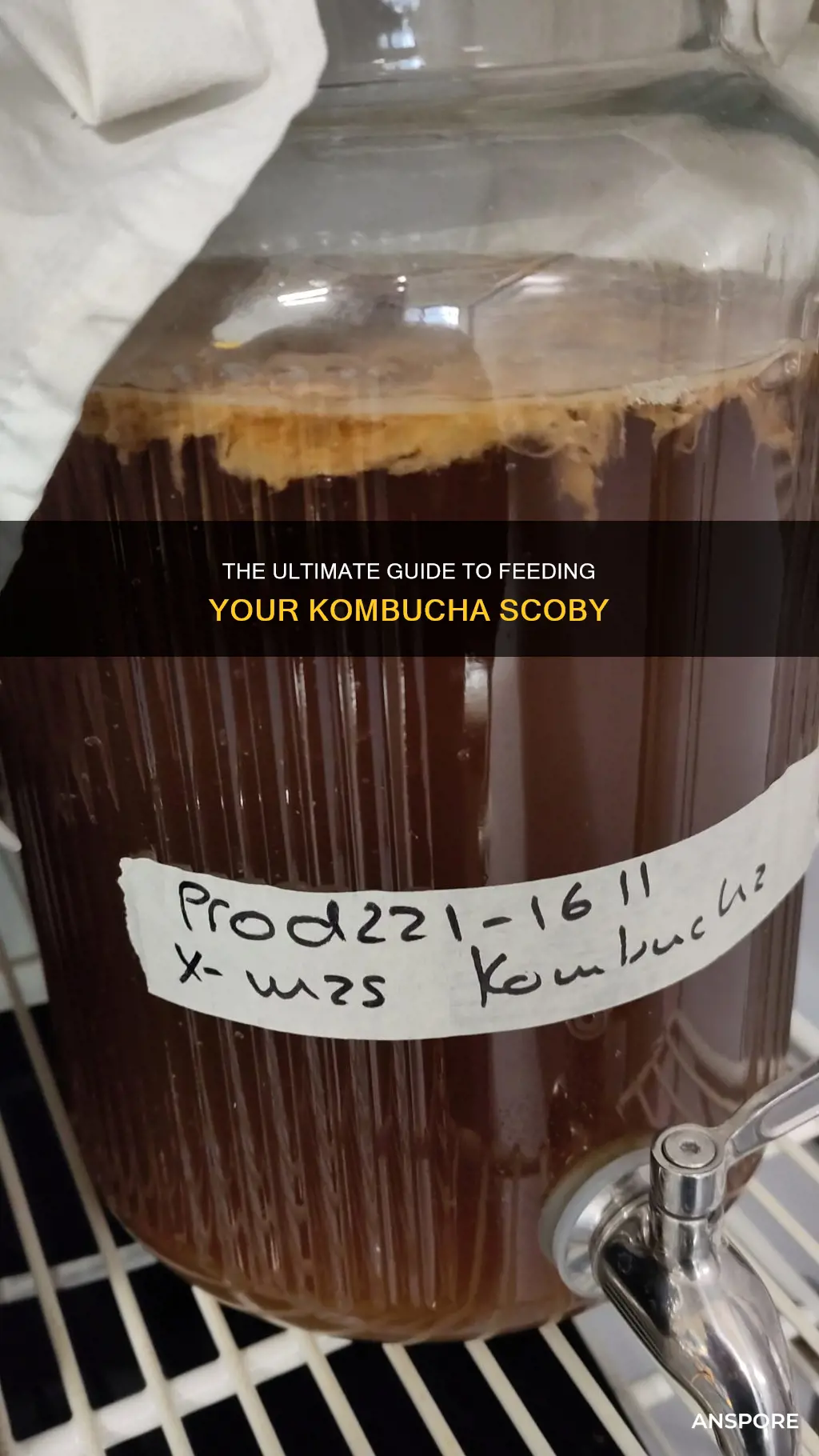 how to feed kombucha mushroom