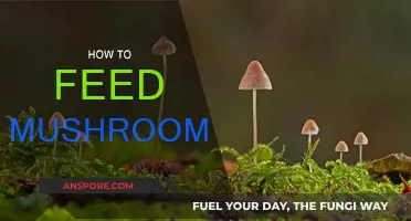 The Ultimate Guide to Feeding Mushrooms