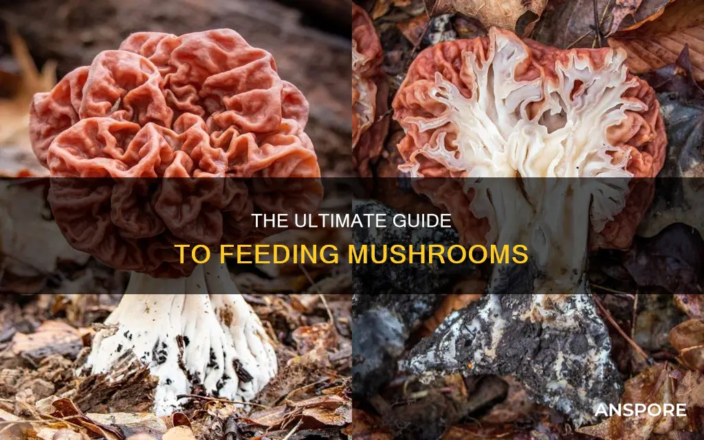 how to feed mushrooms