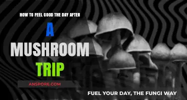 Post-Mushroom Trip Recovery: Simple Ways to Feel Refreshed and Grounded