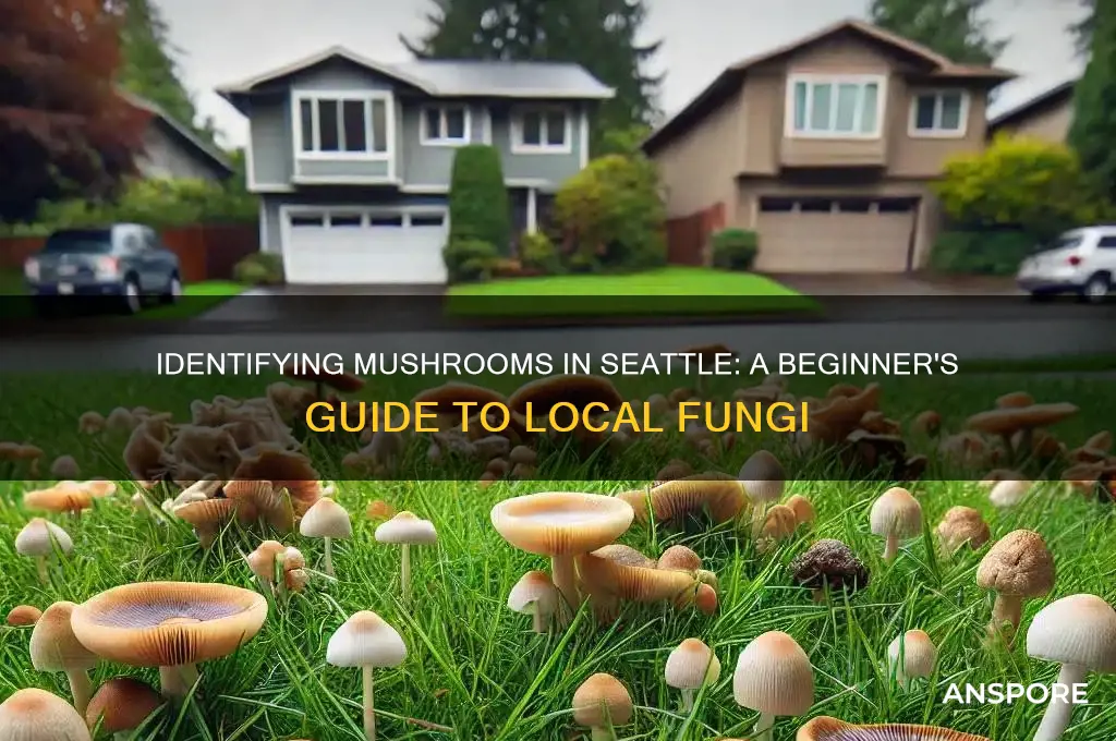 how to fet a mushroom identified in seattle area