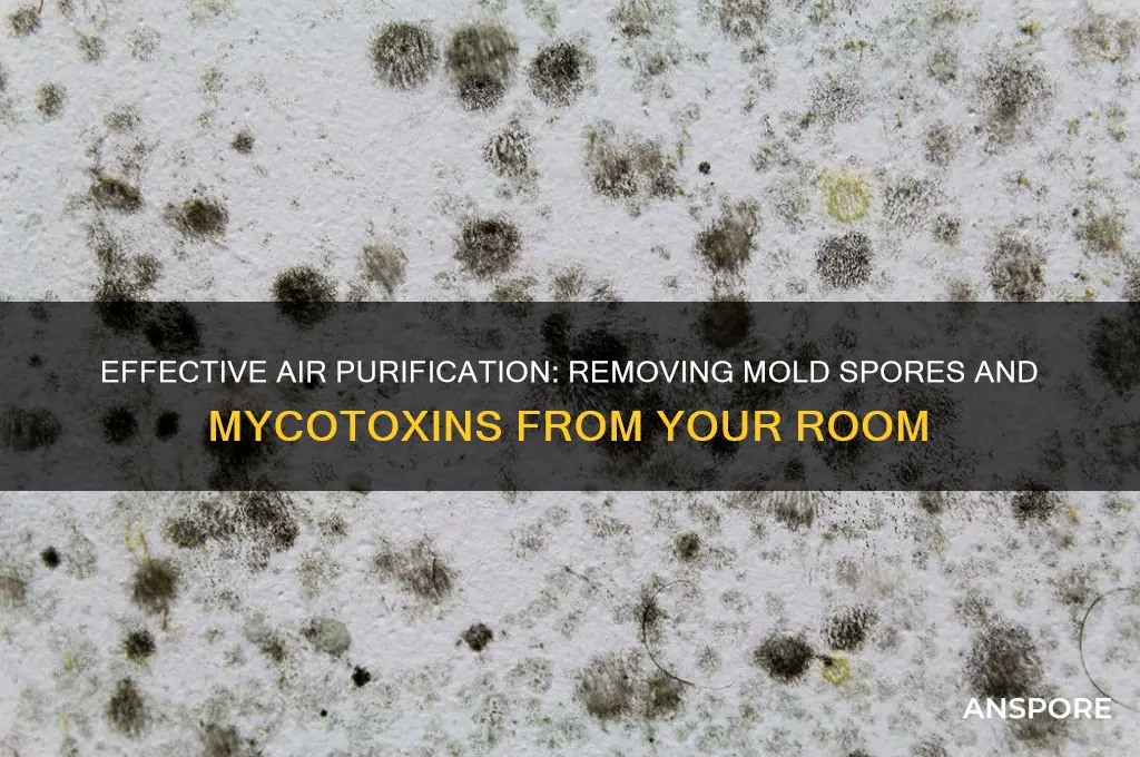 how to filter mold spores and mycotoxins from room