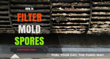 Effective Ways to Filter Mold Spores for a Healthier Indoor Environment