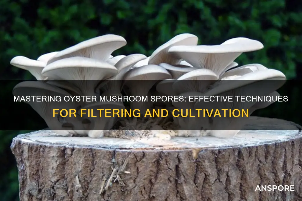 how to filter oyster mushroom spores