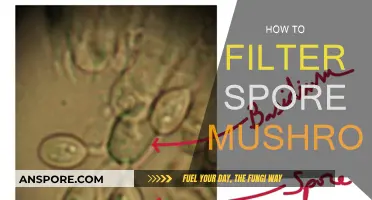 Filtering Spore Mushrooms: A Step-by-Step Guide