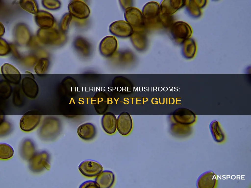 how to filter spore mushrooms