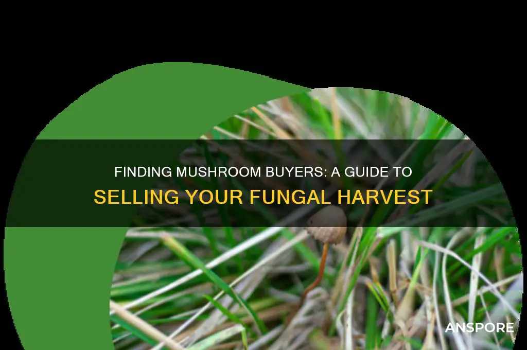 how to find a buyer for mushrooms