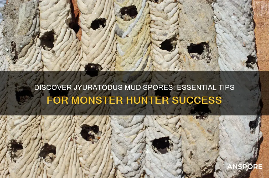 how to find a jyuratodus mud spors