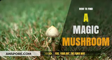 Discovering Psychedelic Fungi: A Guide to Finding Magic Mushrooms Safely