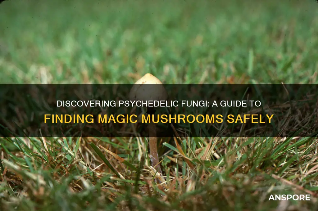 how to find a magic mushroom