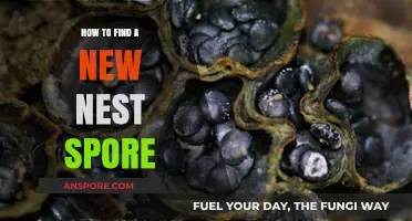 Discovering Your Next Nest Spore: A Beginner's Guide to Finding It