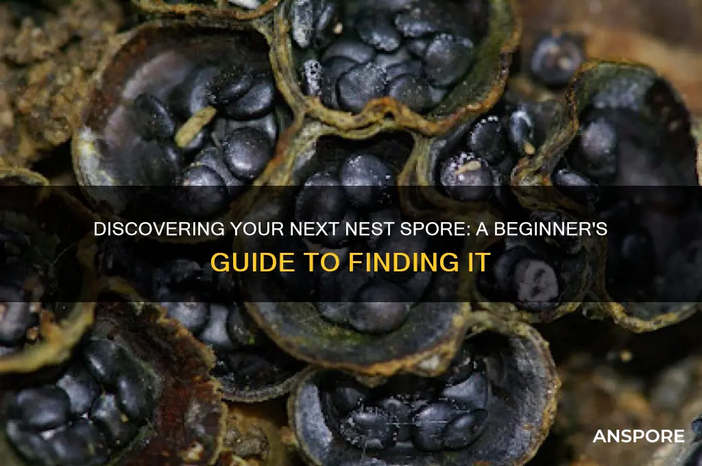 how to find a new nest spore