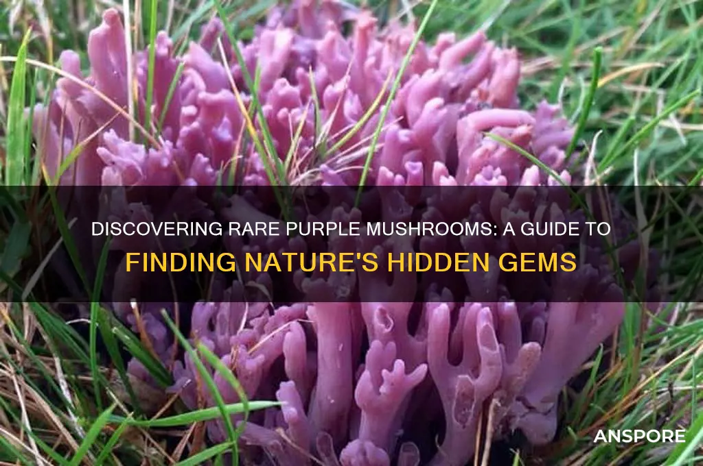 how to find a purple mushroom