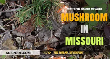 Finding Amanita Muscaria Mushrooms in Missouri: A Beginner's Guide