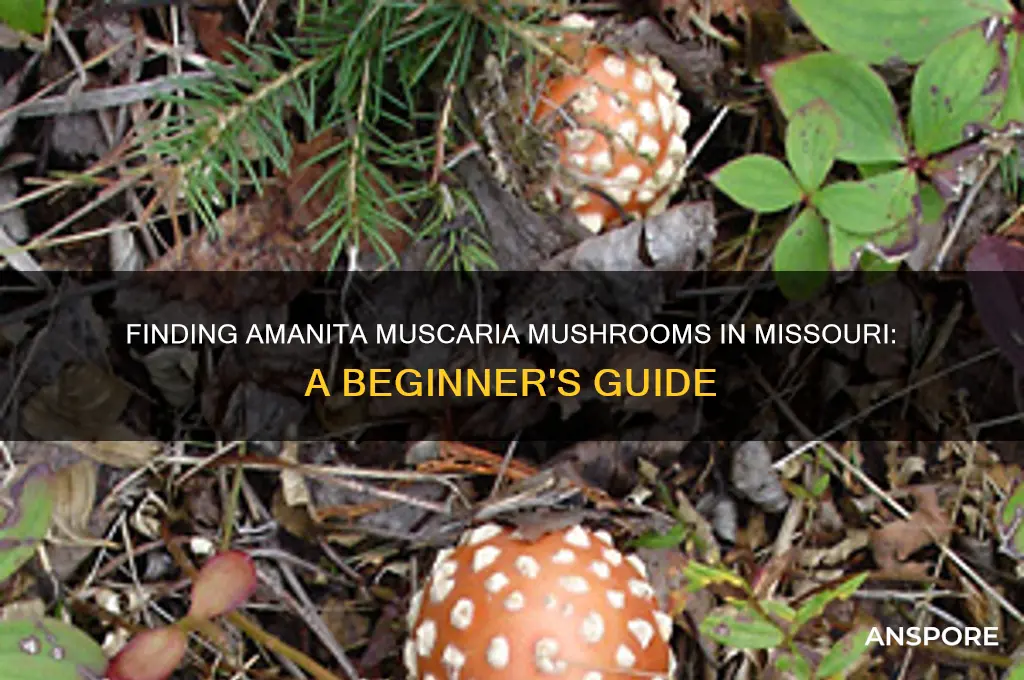 how to find amanita muscaria mushrooms in missouri