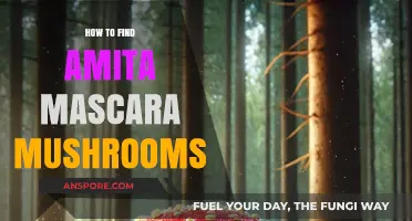 Discovering Amita Mascara Mushrooms: A Comprehensive Guide to Finding Them