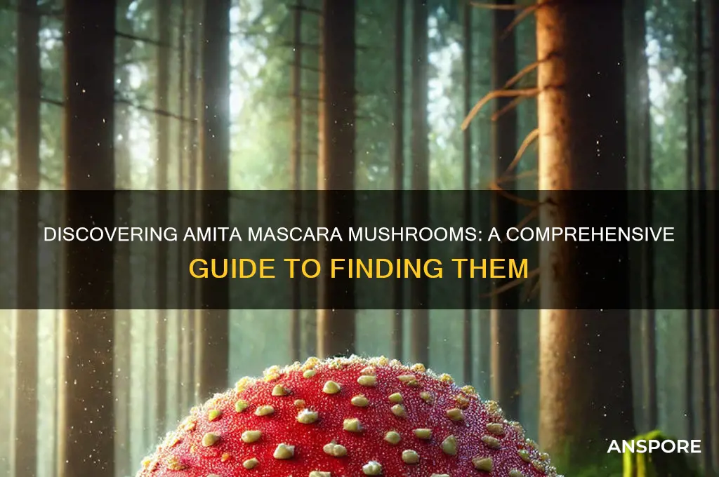 how to find amita mascara mushrooms