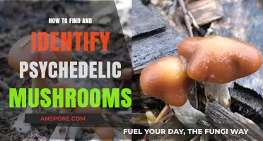 Discovering Psychedelic Mushrooms: A Guide to Identification and Foraging