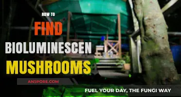 Discovering Glowing Mushrooms: A Guide to Finding Bioluminescent Fungi