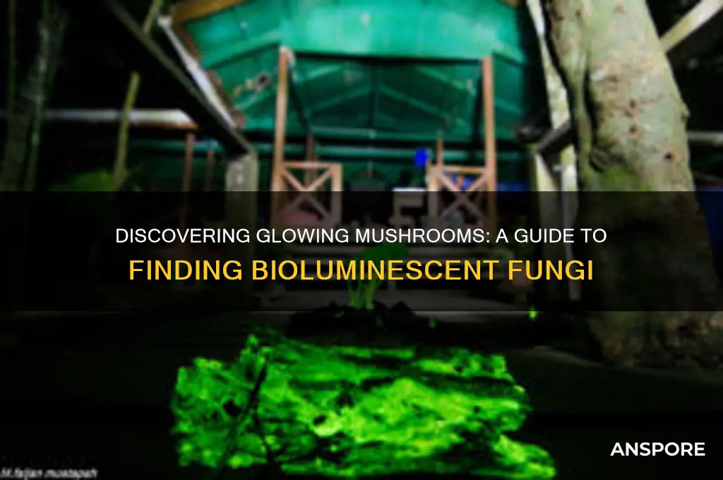 how to find bioluminescent mushrooms
