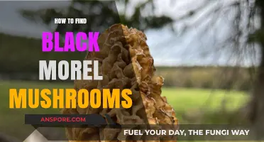 Discovering Black Morel Mushrooms: Expert Tips for a Successful Foraging Adventure