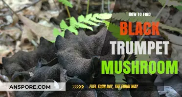 Discovering Black Trumpet Mushrooms: Expert Tips for Foraging Success