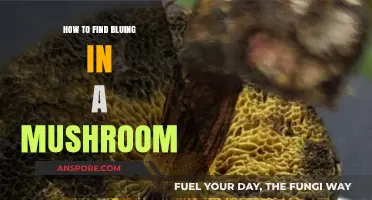 Identifying Bluing in Mushrooms: A Beginner's Guide to Foraging Safely