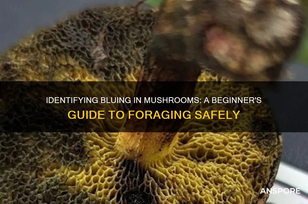 how to find bluing in a mushroom