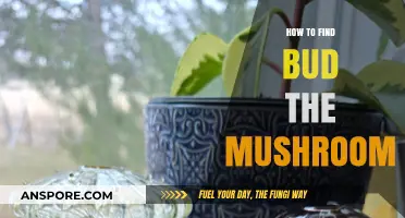 Discovering Bud the Mushroom: A Beginner's Guide to Finding This Unique Fungus