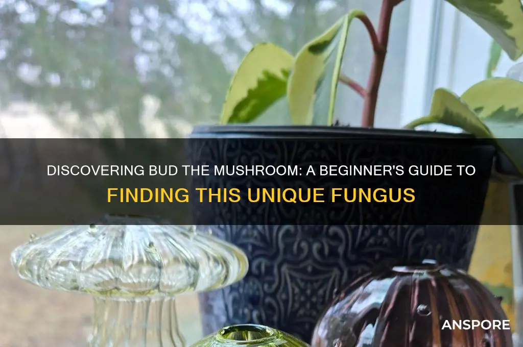 how to find bud the mushroom